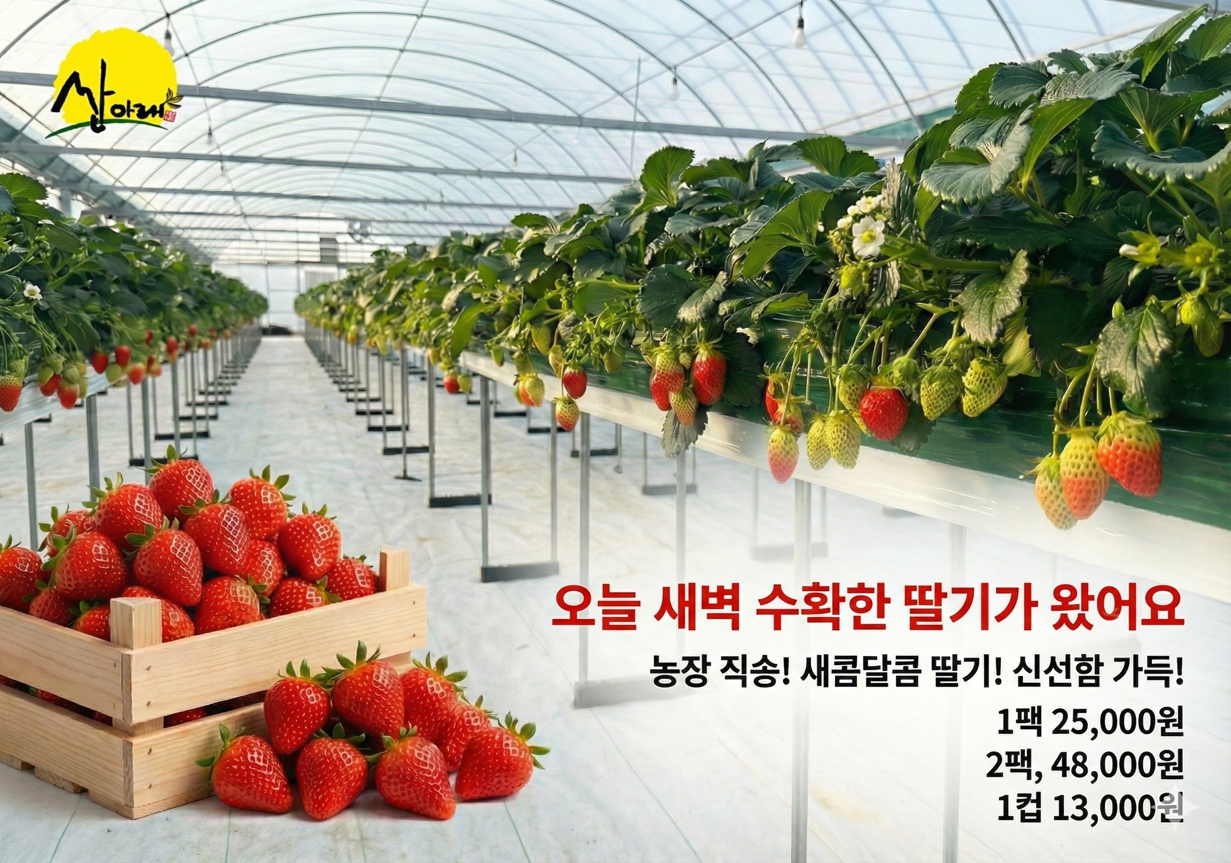 산아래 하우스에서 수확한 설향 딸기 — 오늘 새벽 수확 안내
